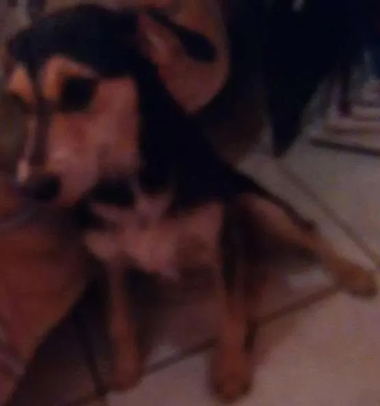 Cachorro ra a Vira lata idade 7 a 11 meses nome Mel