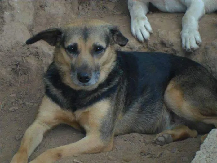 Cachorro ra a SRD idade 6 ou mais anos nome Laika