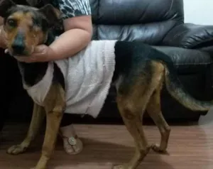 Cachorro raça Vira Lata idade  nome Toddy