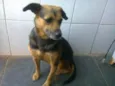 Laika