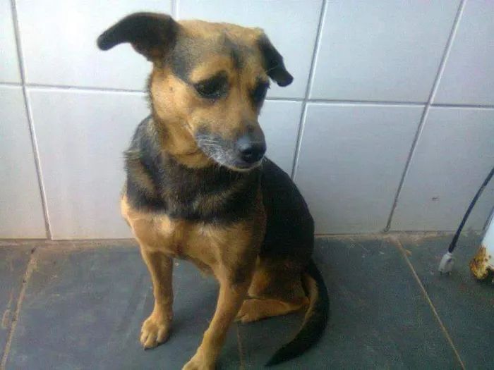 Cachorro ra a SRD idade 6 ou mais anos nome Laika