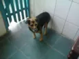 Laika