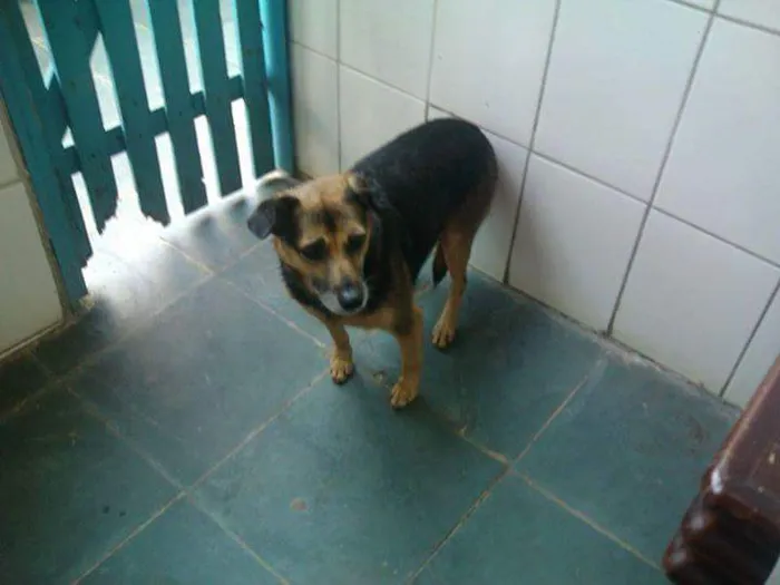 Cachorro ra a SRD idade 6 ou mais anos nome Laika