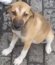 bebe