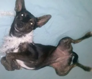 Cachorro raça Indefinida idade 7 a 11 meses nome Menininha