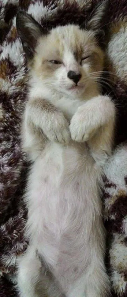 Gato ra a - idade 2 a 6 meses nome Sem nome definido