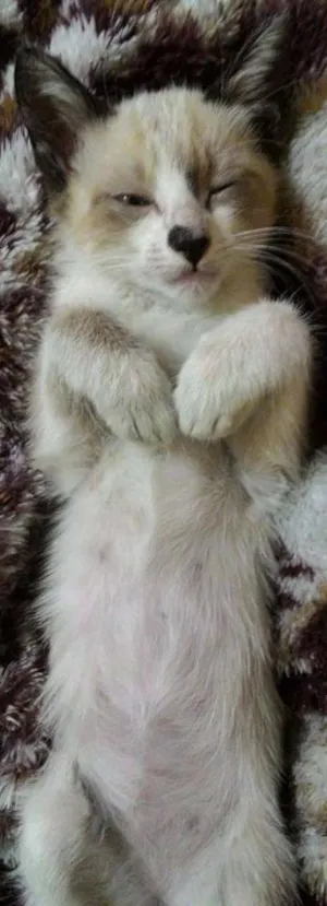 Gato raça - idade 2 a 6 meses nome Sem nome definido