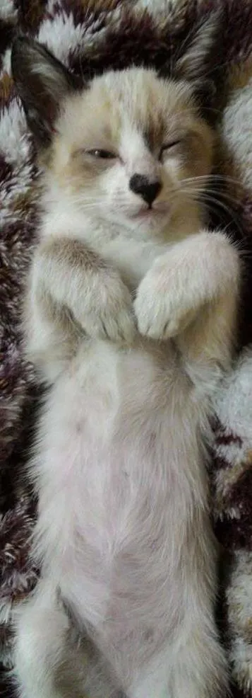 Gato ra a - idade 2 a 6 meses nome Sem nome definido