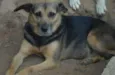Laika