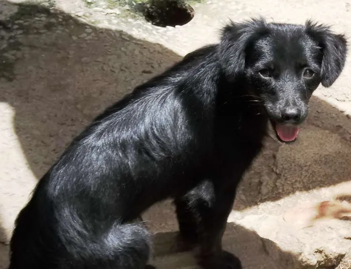 Cachorro raça Indefinida idade 2 a 6 meses nome Belinha (a bege) e 
