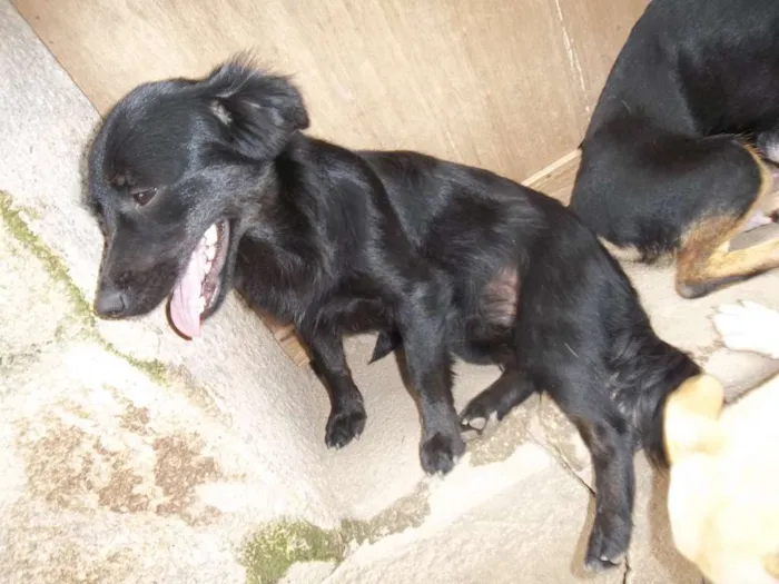 Cachorro raça Indefinida idade 2 a 6 meses nome Belinha (a bege) e 