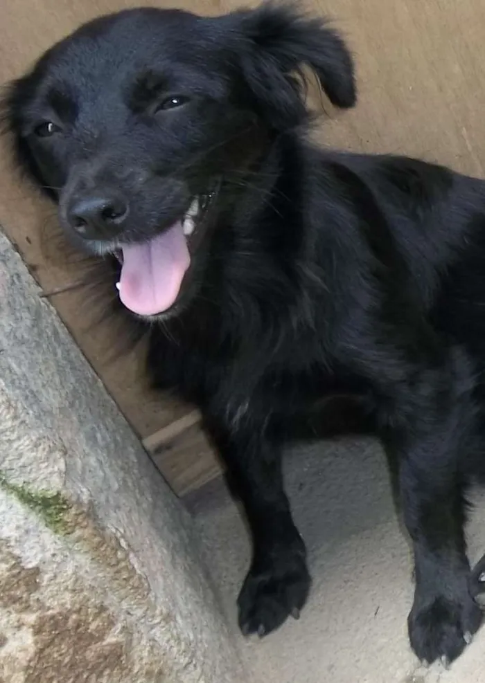 Cachorro raça Indefinida idade 2 a 6 meses nome Belinha (a bege) e 