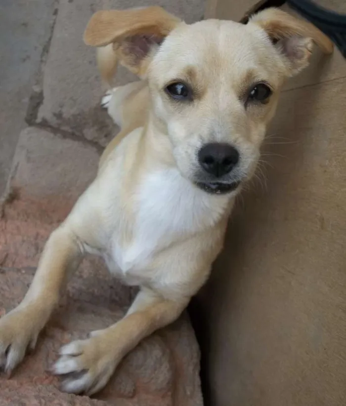 Cachorro raça Indefinida idade 2 a 6 meses nome Belinha (a bege) e 
