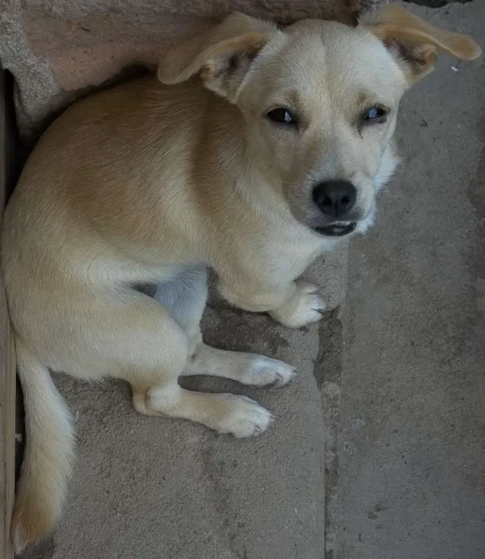 Cachorro raça Indefinida idade 2 a 6 meses nome Belinha (a bege) e 