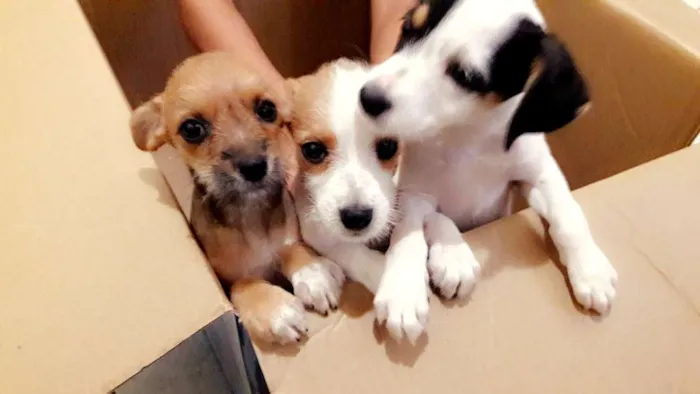 Cachorro raça vira lata idade 2 a 6 meses nome nao tem nomes ainda