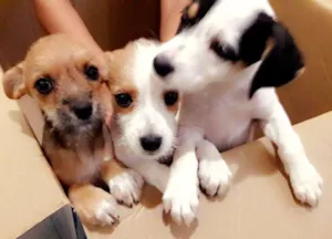 Cachorro raça vira lata idade 2 a 6 meses nome nao tem nomes ainda