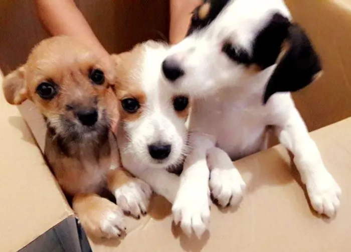 Cachorro raça vira lata idade 2 a 6 meses nome nao tem nomes ainda