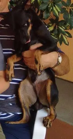 Cachorro raça Pinscher idade 7 a 11 meses nome RALPH
