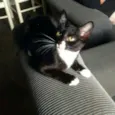 Doa-se gatos