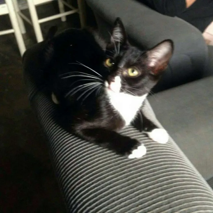Gato ra a  idade 2 a 6 meses nome Doa-se gatos