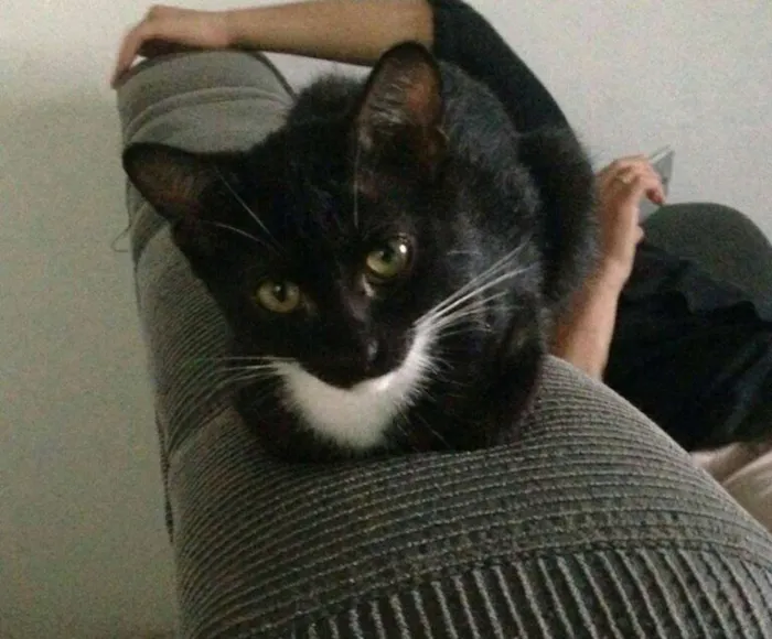 Gato ra a  idade 2 a 6 meses nome Doa-se gatos