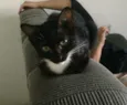Doa-se gatos