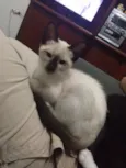 Doa-se gatos