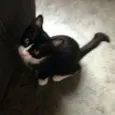 Doa-se gatos