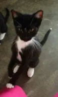 Doa-se gatos