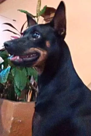 Cachorro raça Pinscher idade 7 a 11 meses nome RALPH