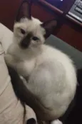 Doa-se gatos