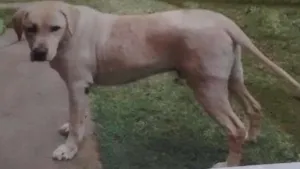 Cachorro raça Labrador idade 6 ou mais anos nome Pity