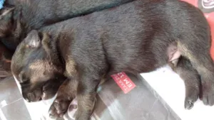 Cachorro raça Vira Lata idade Abaixo de 2 meses nome Sem nome