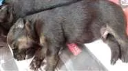 Cachorro raça Vira Lata idade Abaixo de 2 meses nome Sem nome