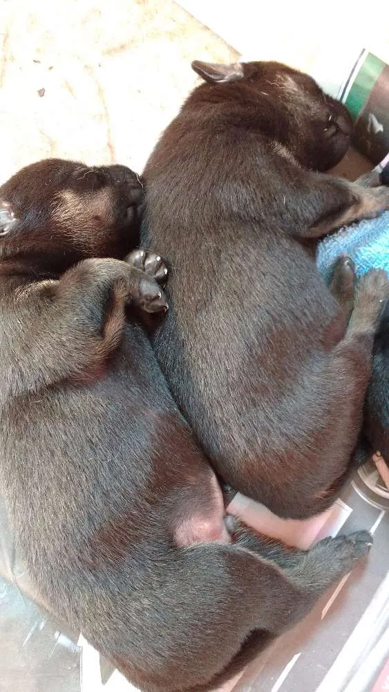 Cachorro ra a Vira Lata idade Abaixo de 2 meses nome Sem nome