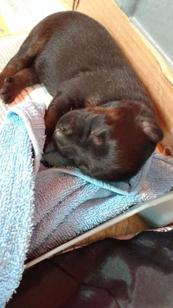 Cachorro ra a Vira Lata idade Abaixo de 2 meses nome Sem nome