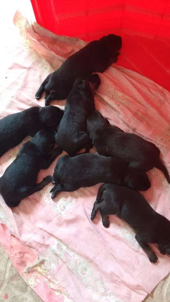 Cachorro ra a Vira Lata idade Abaixo de 2 meses nome Sem nome