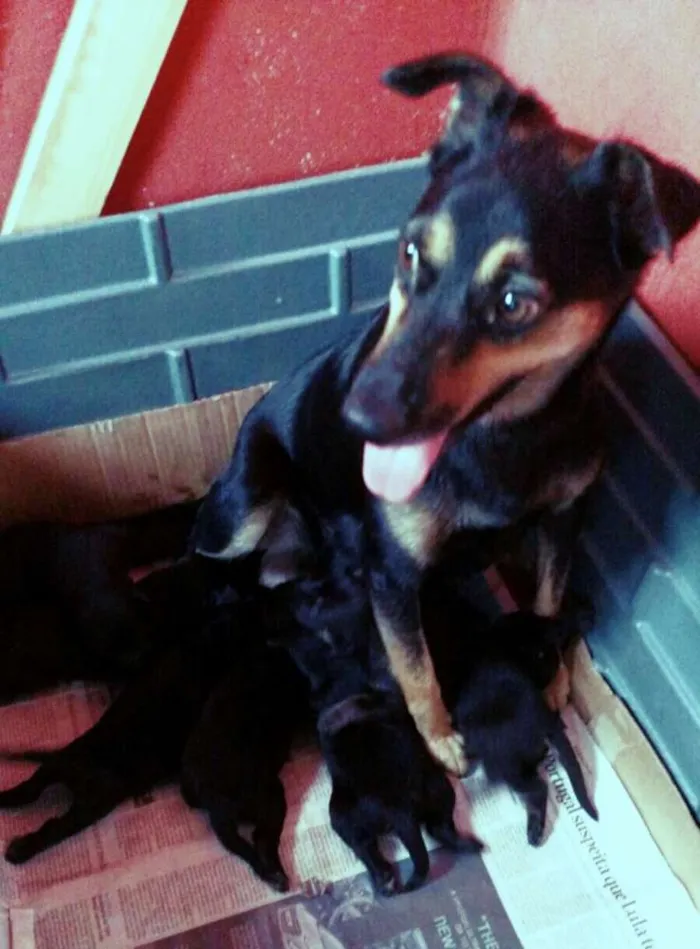 Cachorro ra a Vira Lata idade Abaixo de 2 meses nome Sem nome