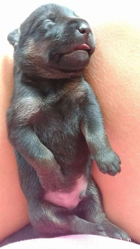 Cachorro ra a Vira Lata idade Abaixo de 2 meses nome Sem nome