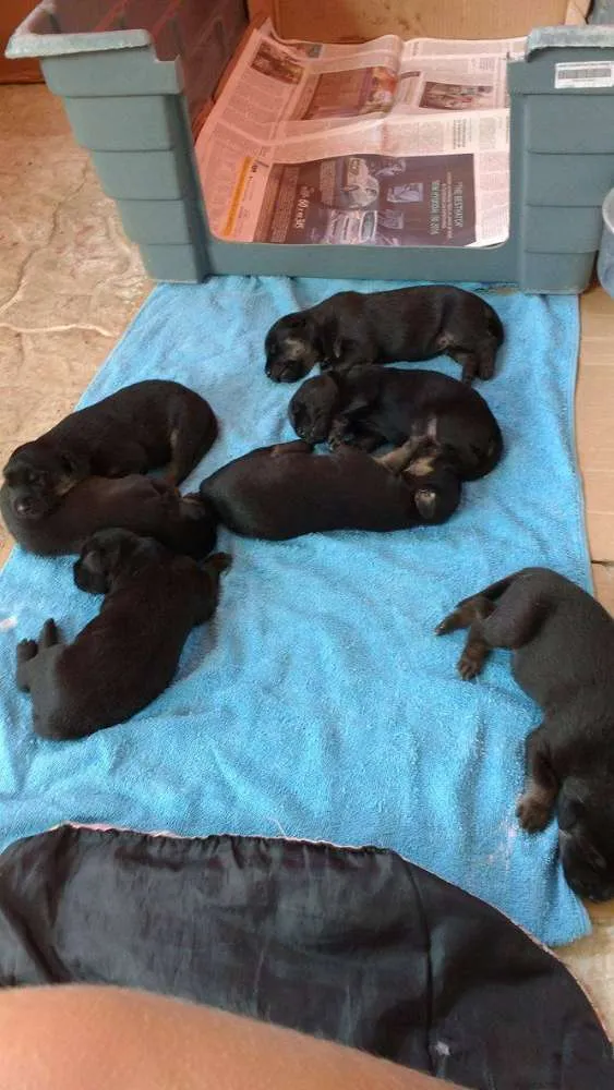 Cachorro ra a Vira Lata idade Abaixo de 2 meses nome Sem nome