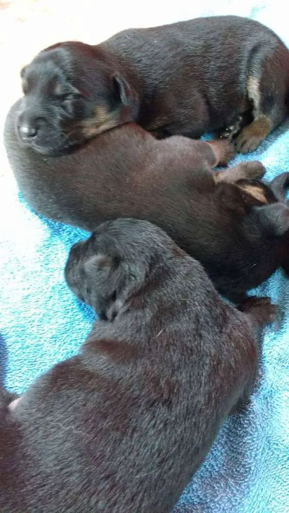 Cachorro ra a Vira Lata idade Abaixo de 2 meses nome Sem nome