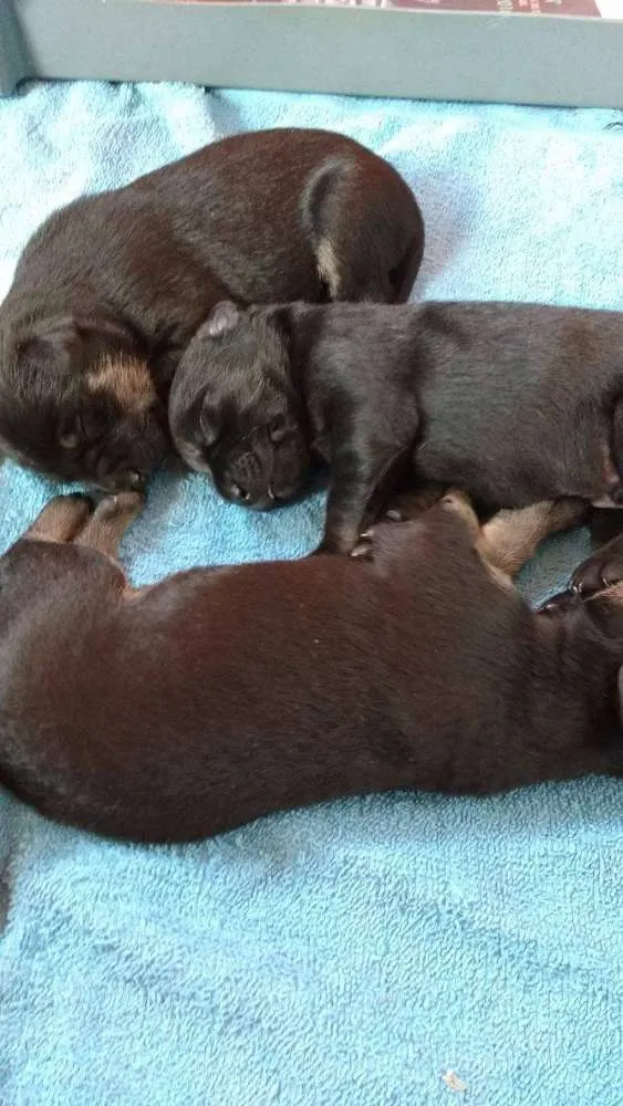 Cachorro ra a Vira Lata idade Abaixo de 2 meses nome Sem nome