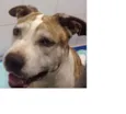 Bolinha
