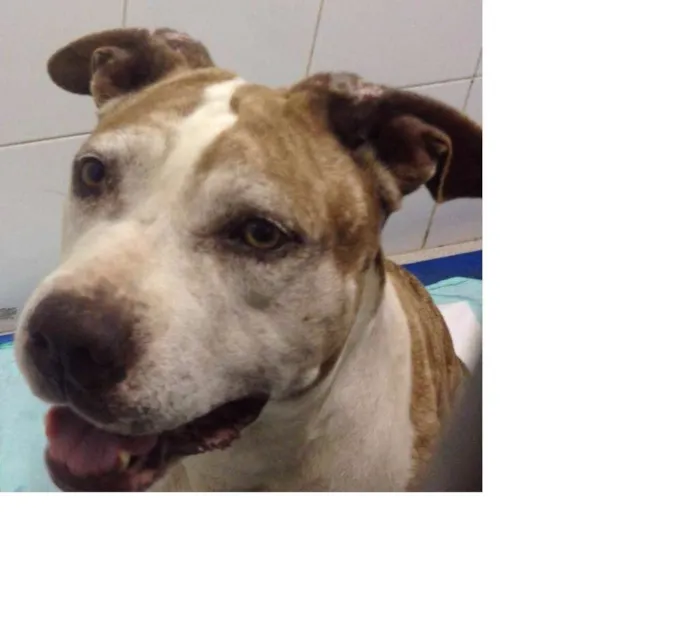 Cachorro ra a Pit-Bull idade 3 anos nome Bolinha