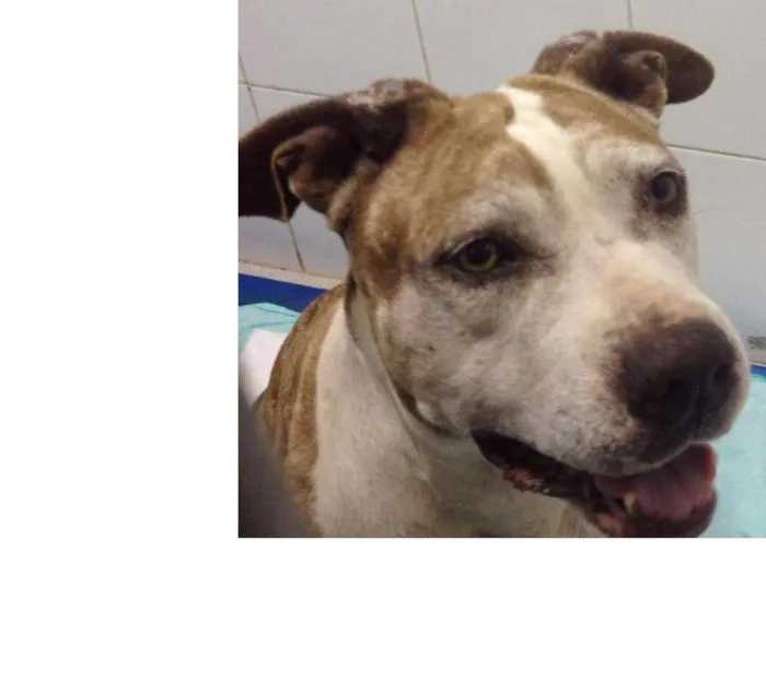 Cachorro ra a Pit-Bull idade 3 anos nome Pit