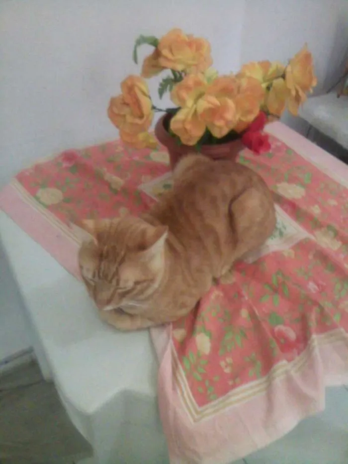 Gato ra a  idade 7 a 11 meses nome Gatos