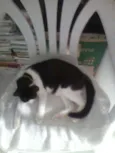 Gatos