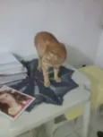 Gatos