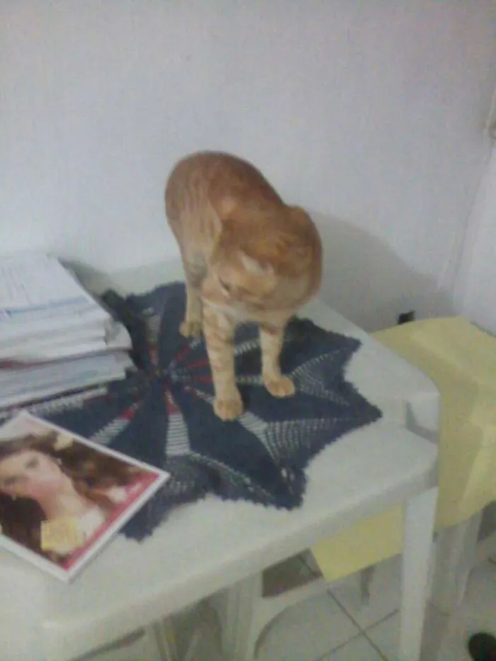 Gato ra a  idade 7 a 11 meses nome Gatos