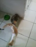 Gatos